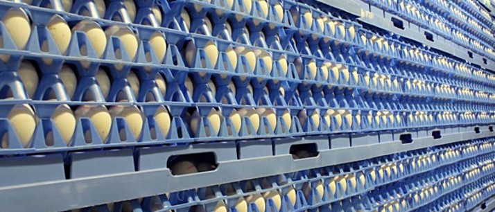 indiv-eggs-cargo-system-1